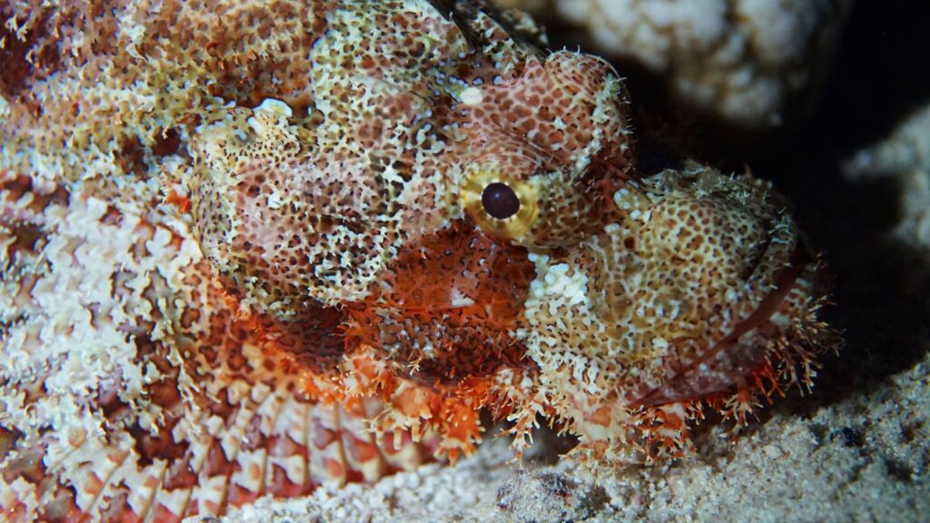 Underwater Micro Photography