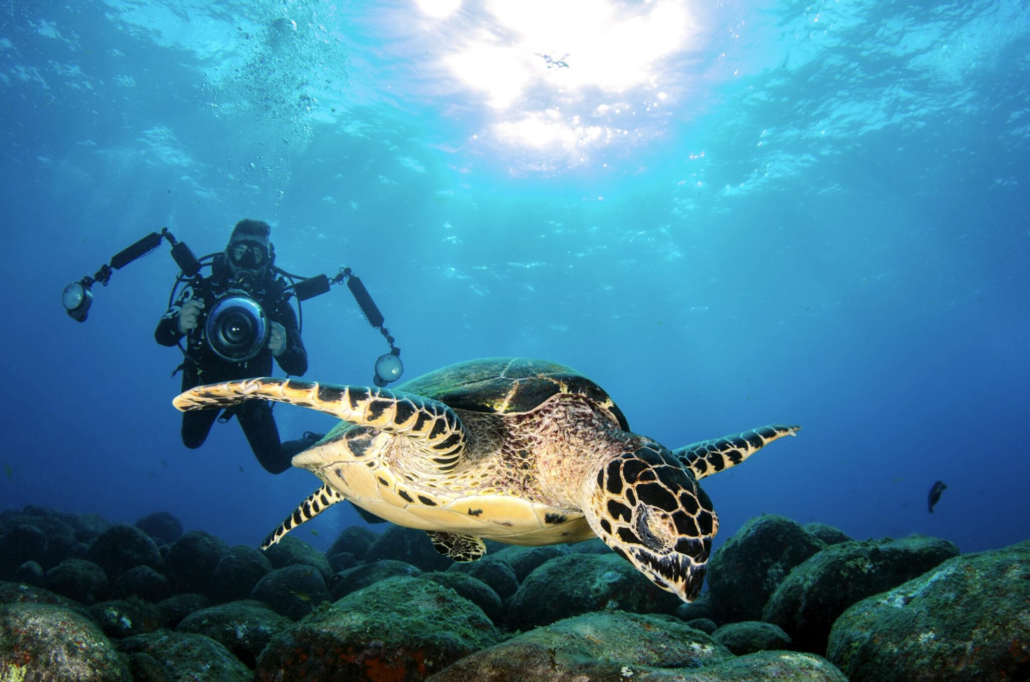 Underwater scene of a turtle swimming alongside a diver holding a camera.