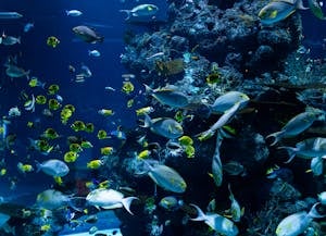 Capture the vibrant marine life of a tropical aquarium with diverse fish species swimming amidst colorful corals.