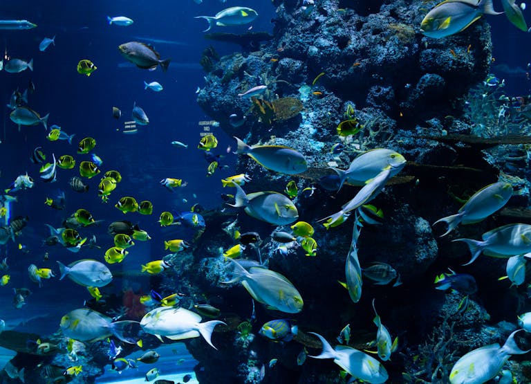 Capture the vibrant marine life of a tropical aquarium with diverse fish species swimming amidst colorful corals.