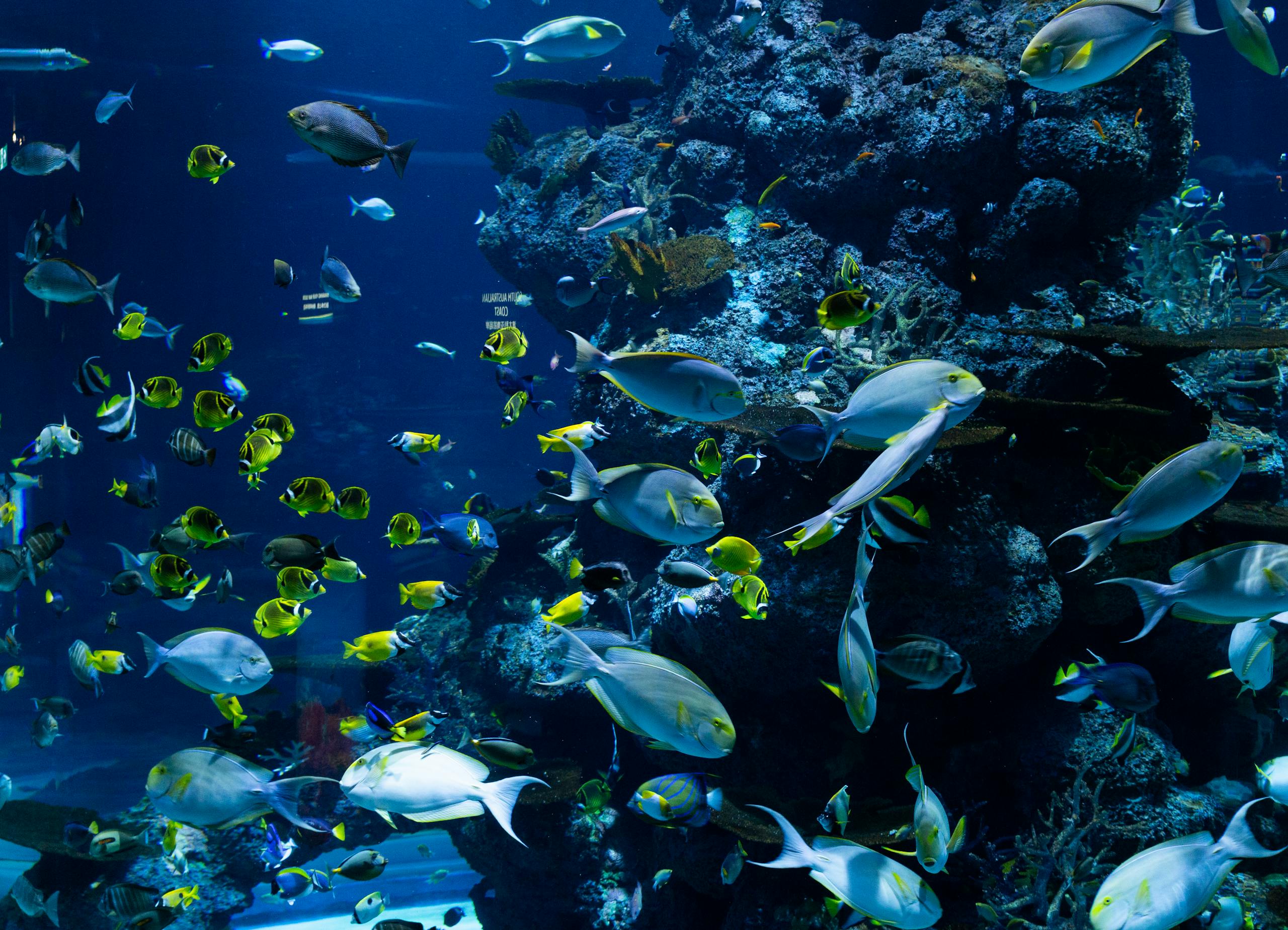 Capture the vibrant marine life of a tropical aquarium with diverse fish species swimming amidst colorful corals.