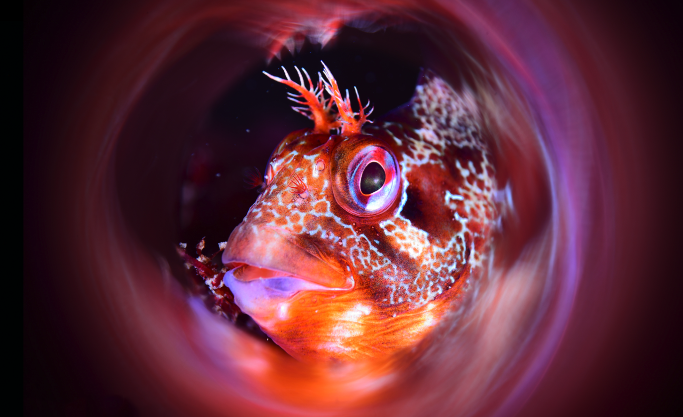 Underwater fish photograph by Luís Campos