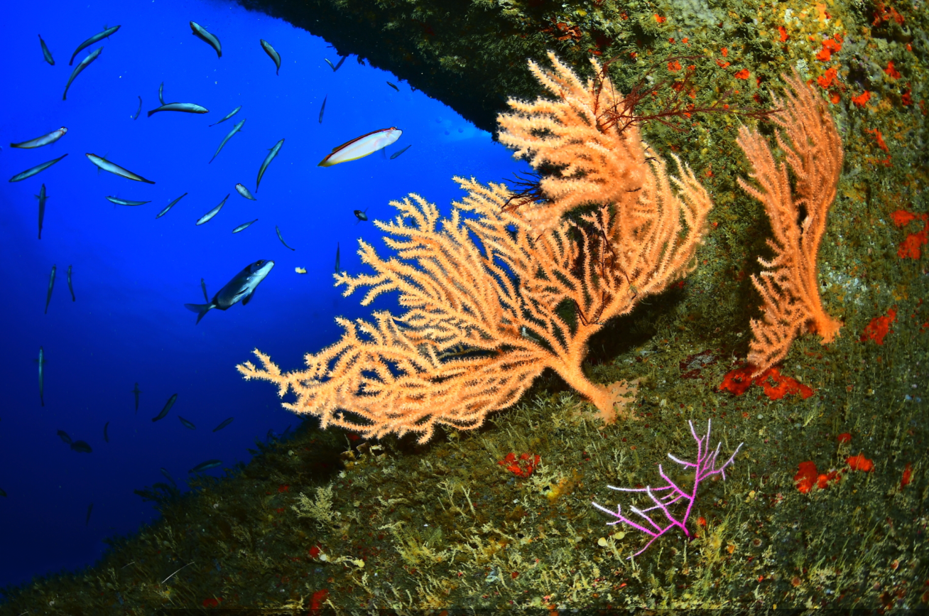 Underwater reef photograph by Luís Campos