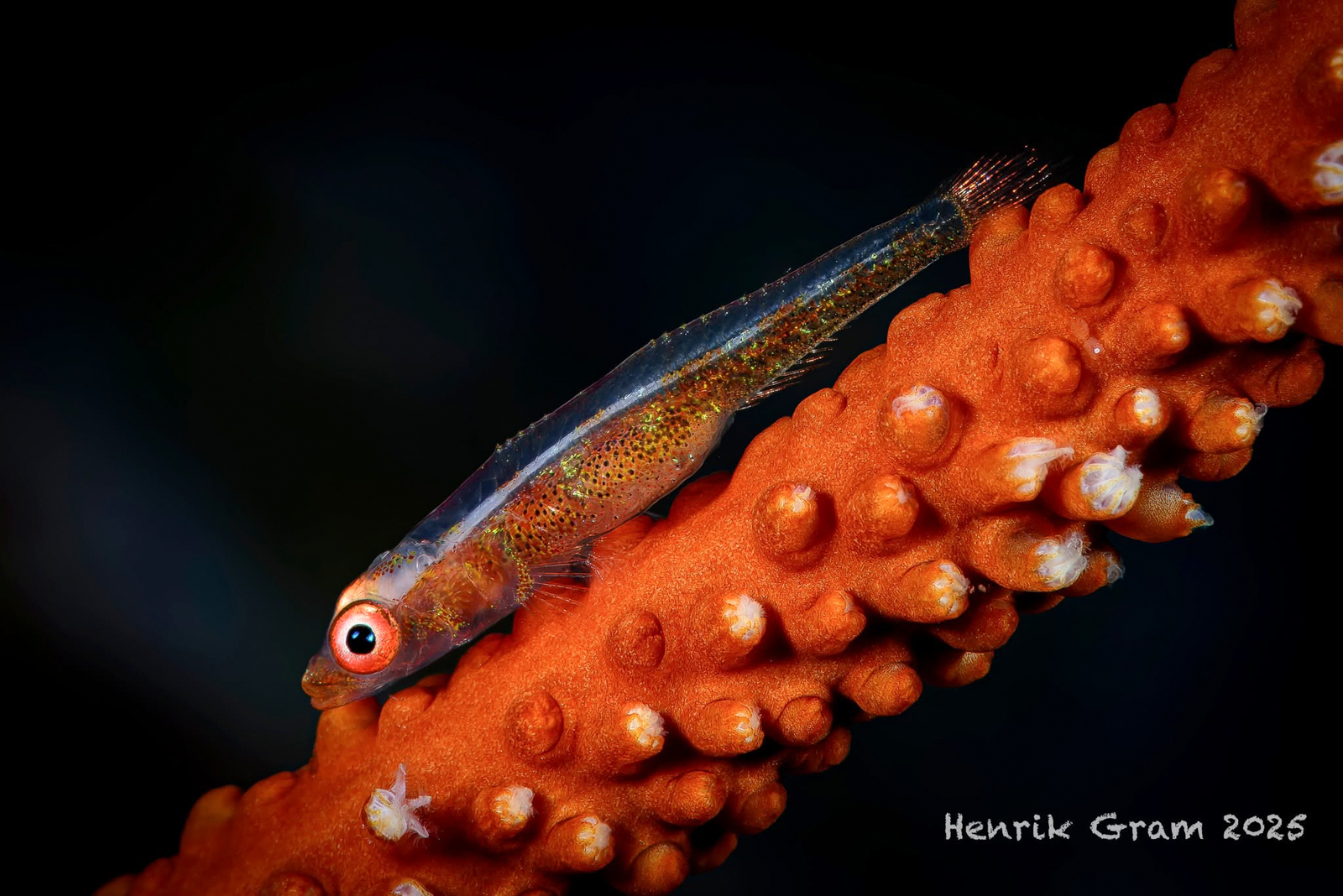 Underwater photography using Nauticam MFO-3