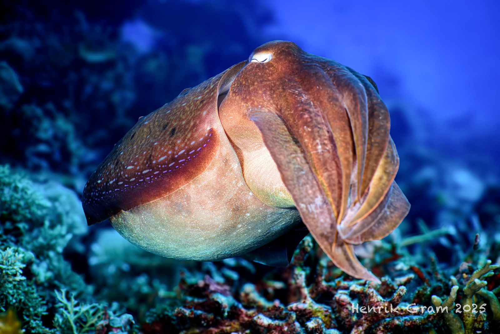 Underwater photography using Nauticam MFO-3