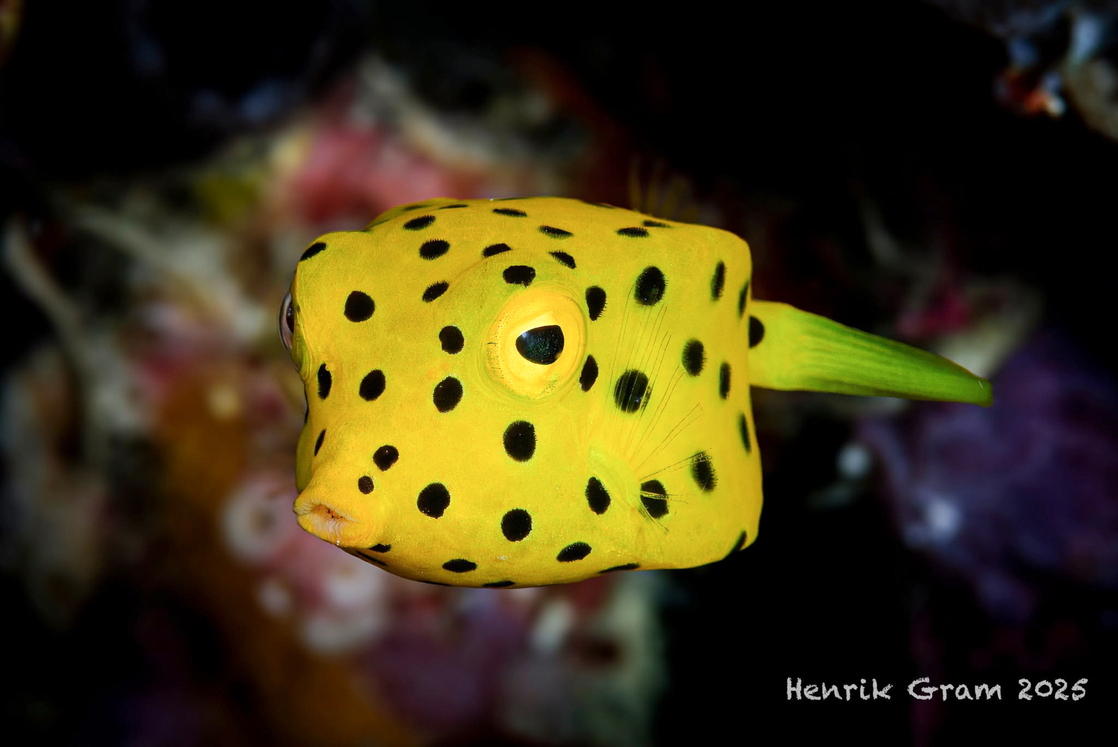 Underwater photography using Nauticam MFO-3