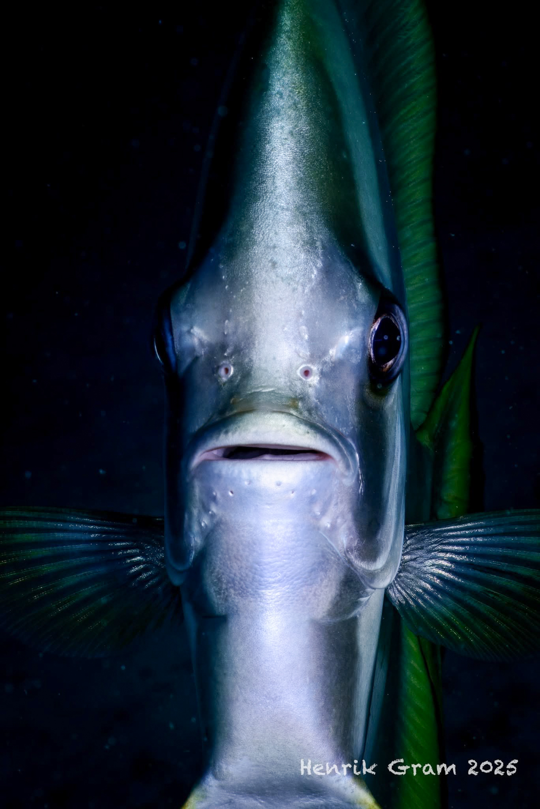 Underwater photography using Nauticam MFO-3