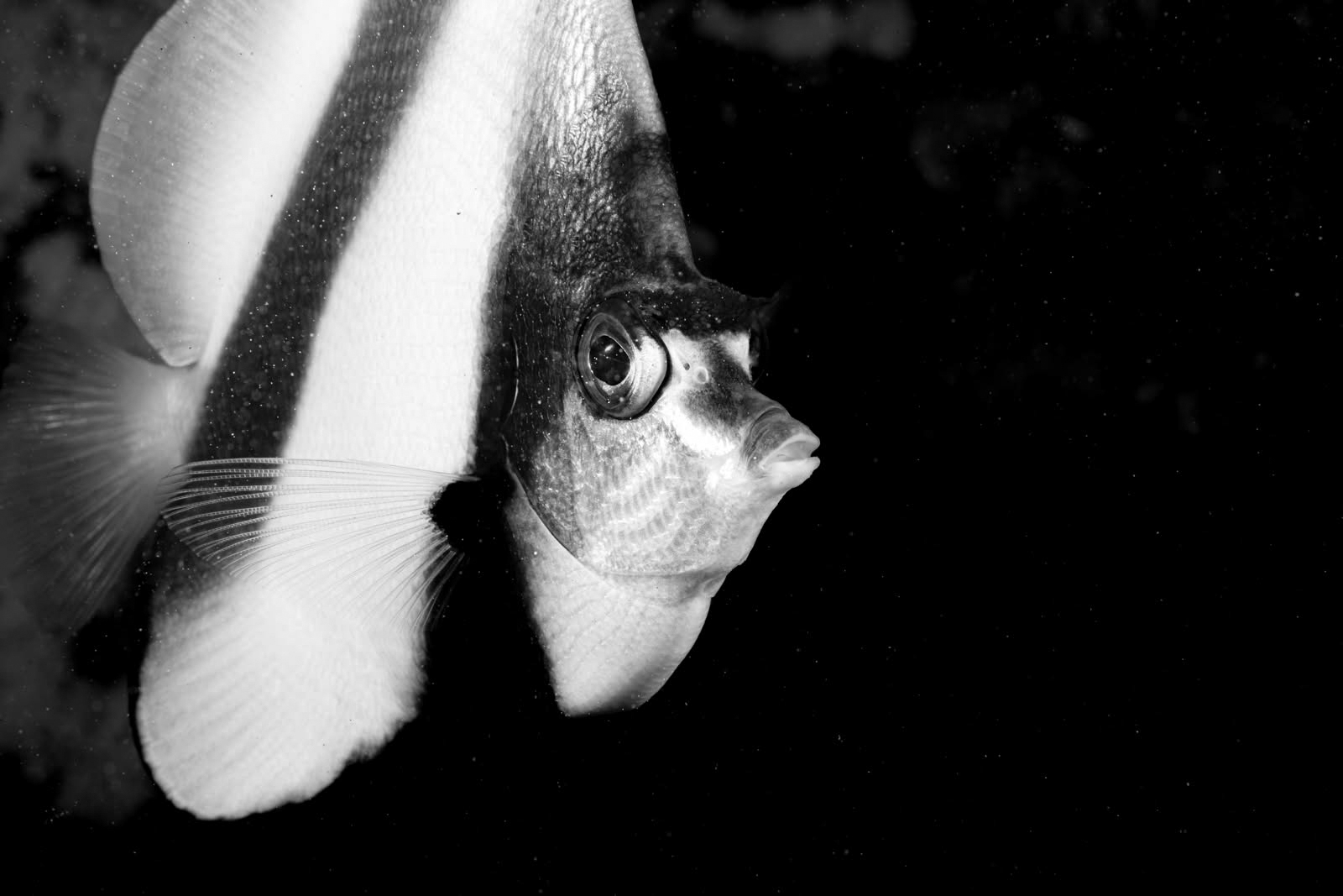 Underwater photography using Nauticam MFO-3