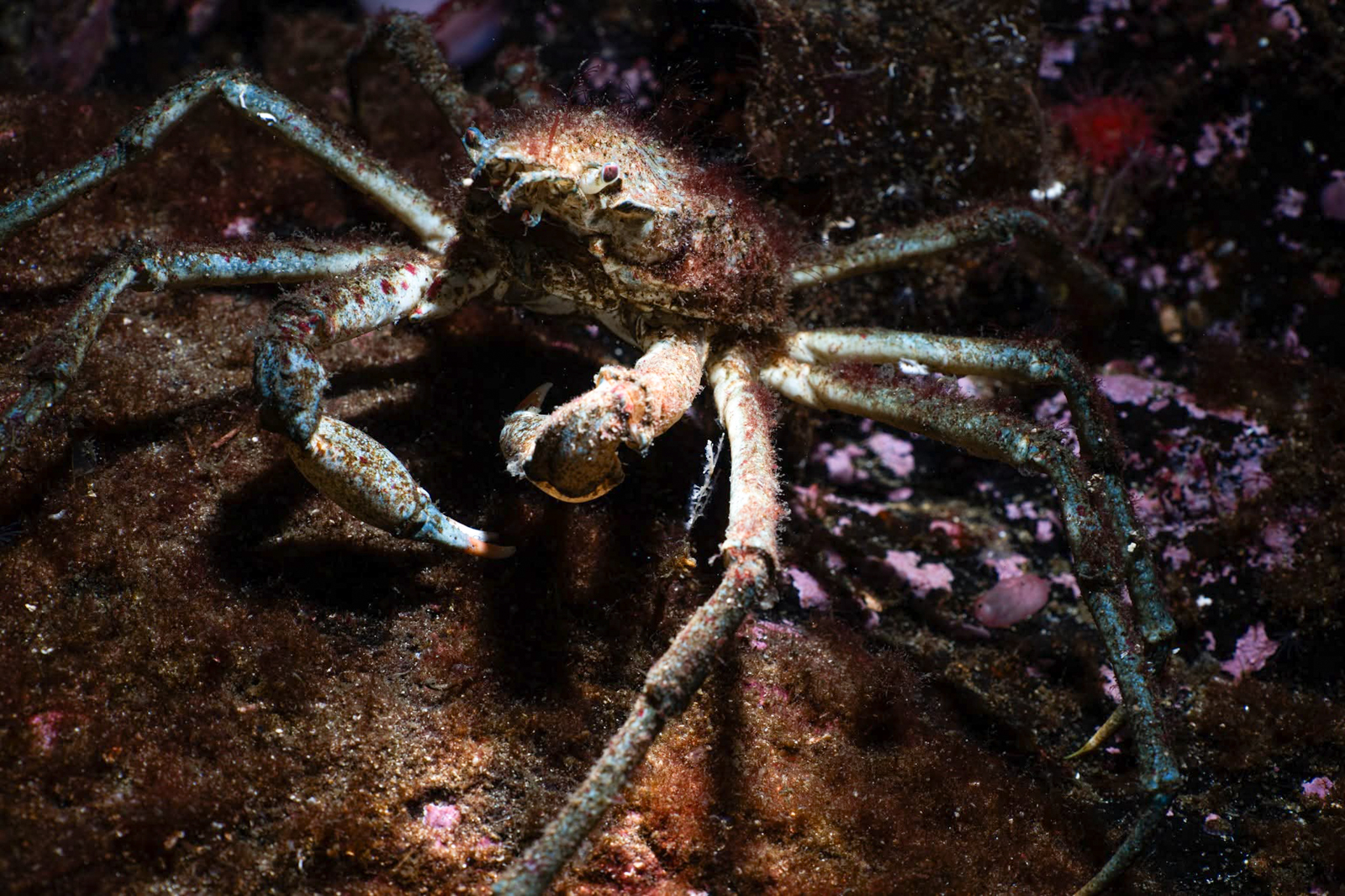 Underwater photography using Nauticam MFO-3