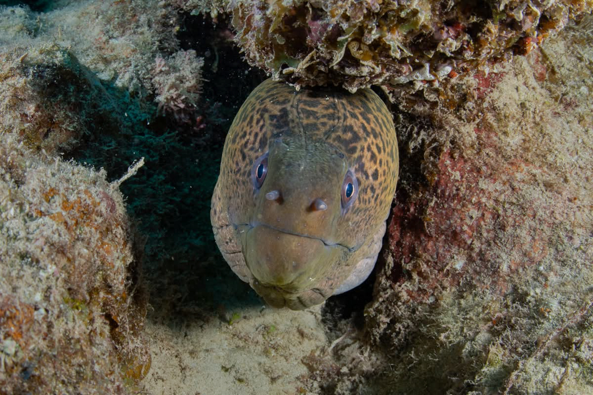 Underwater photography using Nauticam MFO-3