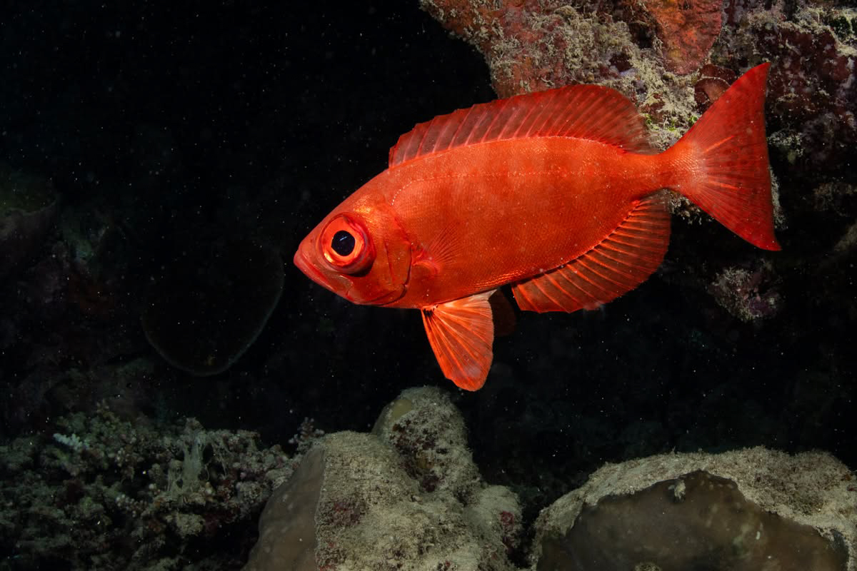 Underwater photography using Nauticam MFO-3