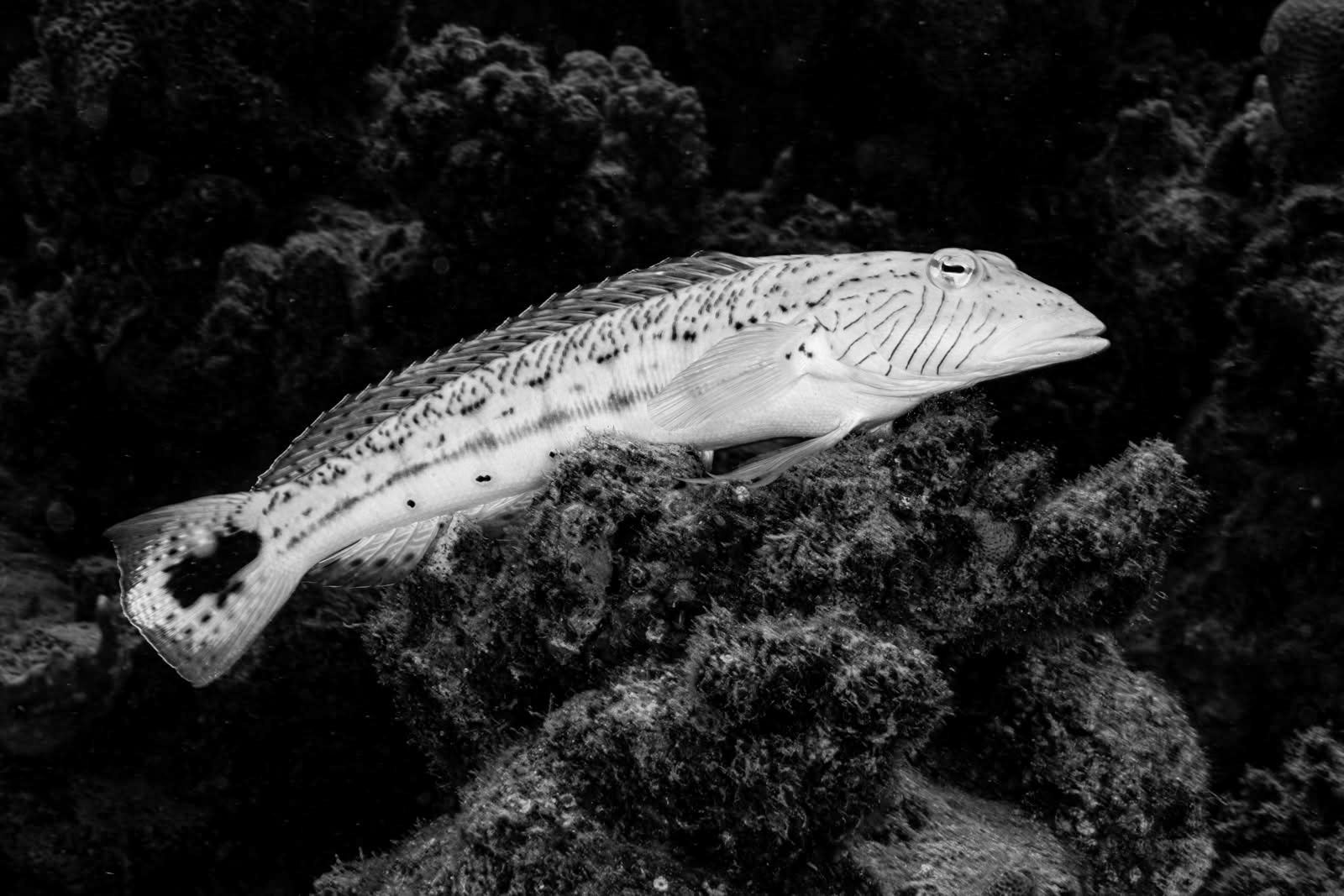 Underwater photography using Nauticam MFO-3