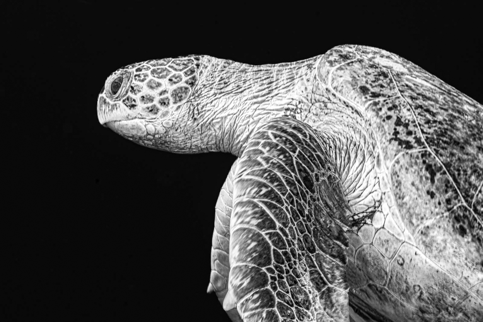 Underwater photography using Nauticam MFO-3