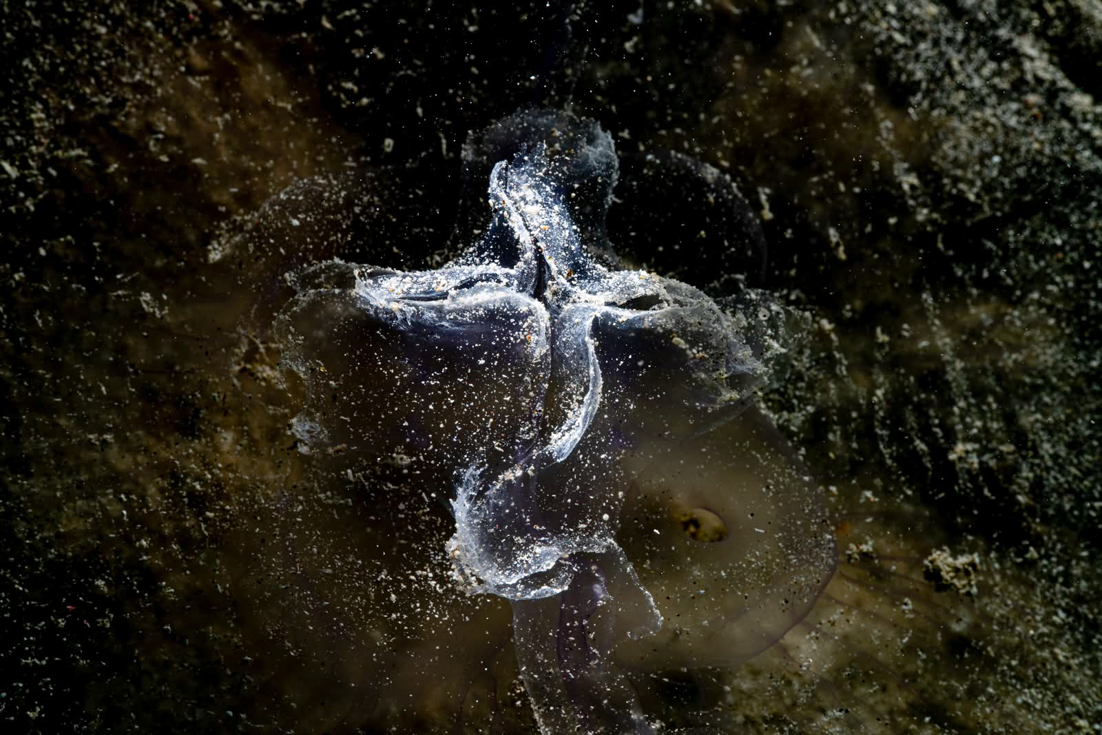 Underwater photography using Nauticam MFO-3