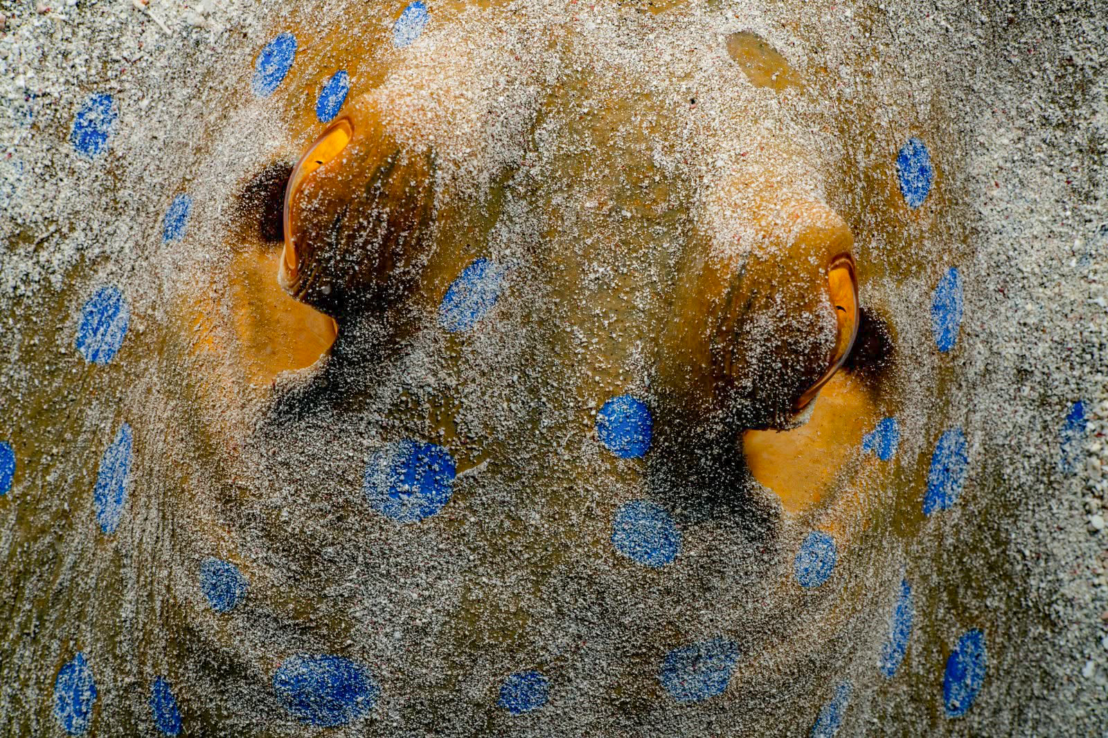 Underwater photography using Nauticam MFO-3