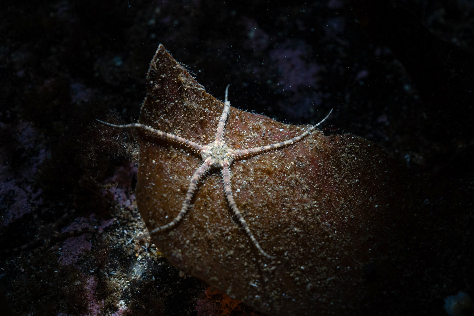 Underwater photography using Nauticam MFO-3