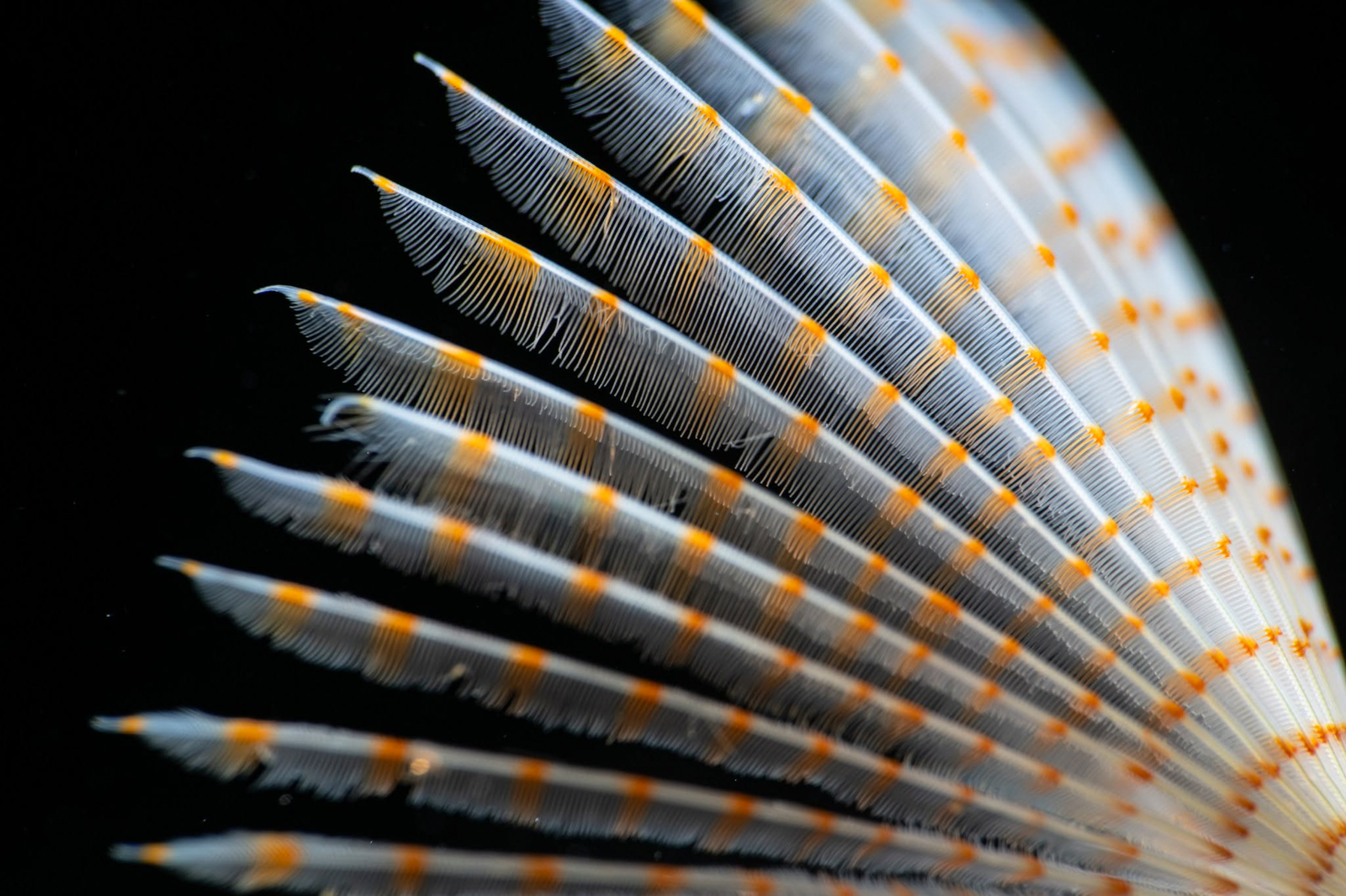 Underwater photography using Nauticam MFO-3