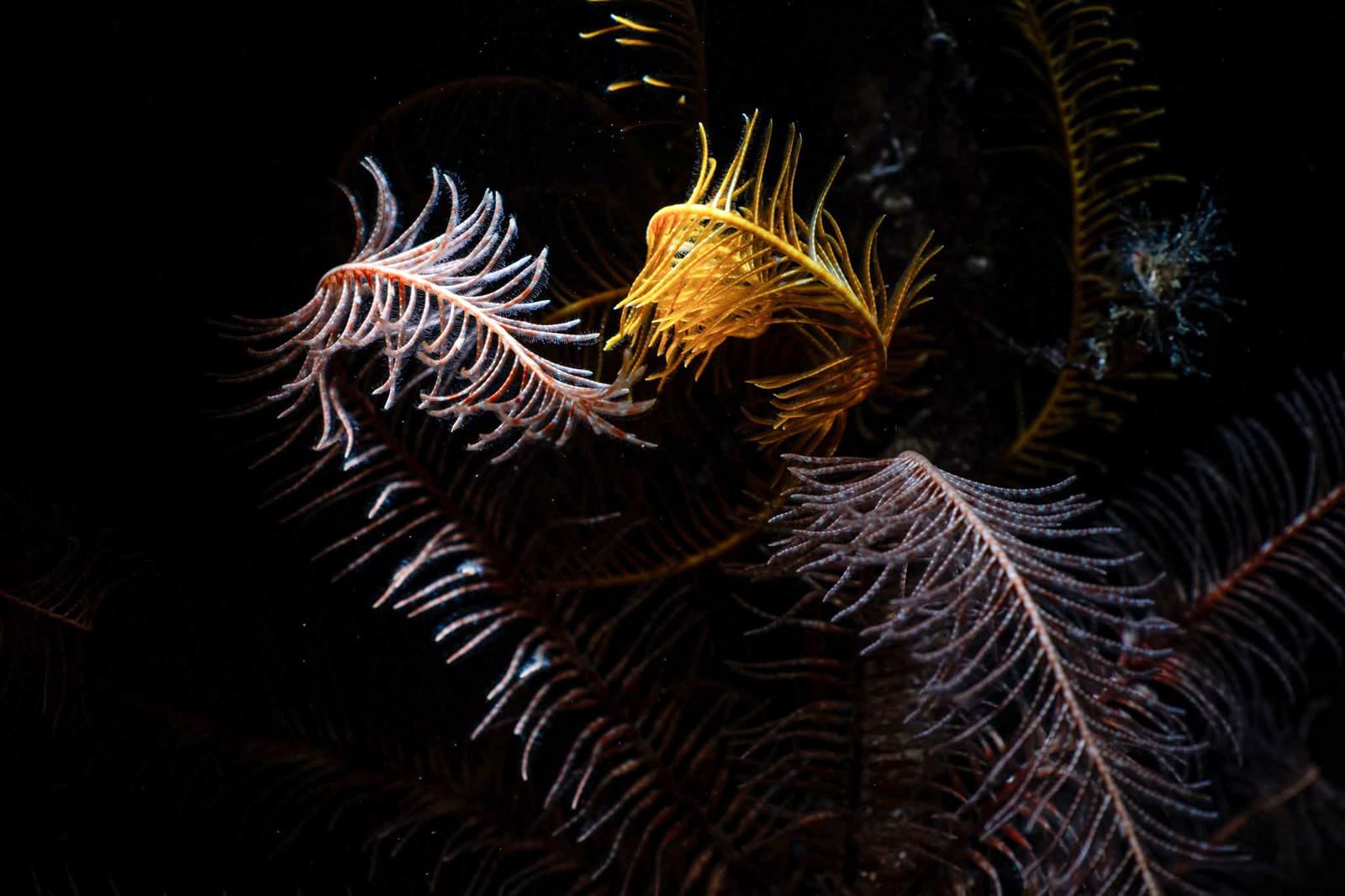Underwater photography using Nauticam MFO-3